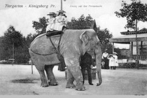 Königsberg (Pr.), Stadtkreis Königsberg  Königsberg, Tiergarten und Elefant Jenny Königsberg, Tiergarten