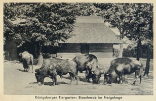 Königsberg (Pr.), Stadtkreis Königsberg  Königsberg (Pr.), Tiergarten, Bisonherde im Freigehege Königsberg, Tiergarten