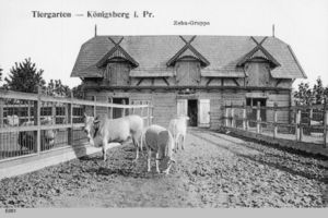 Königsberg (Pr.), Stadtkreis Königsberg Hufenallee Königsberg, Zebus im Tiergarten Königsberg, Tiergarten