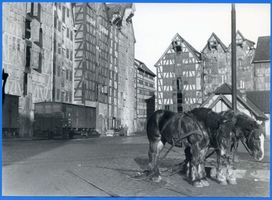 Königsberg (Pr.), Stadtkreis Königsberg  Königsberg (Pr.), Pferde vor alten Speichern 
