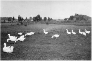Ballenau, Kreis Goldap