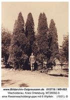 Wacholderau, Kreis Ortelsburg