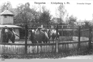 Königsberg (Pr.), Stadtkreis Königsberg Hufenallee Königsberg, Dromedare im Tiergarten Königsberg, Tiergarten