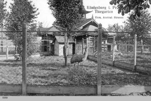 Königsberg (Pr.), Stadtkreis Königsberg Hufenallee Königsberg, Emu im Tiergarten Königsberg, Tiergarten