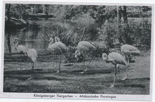 Königsberg (Pr.), Stadtkreis Königsberg Hufenallee Königsberg (Pr.), Tiergarten, Afrikanische Flamingos Königsberg, Tiergarten