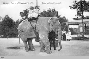 Königsberg (Pr.), Stadtkreis Königsberg  Königsberg, Tiergarten mit Elefant Königsberg, Tiergarten