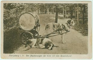 Königsberg (Pr.), Stadtkreis Königsberg  Königsberg, Paukenwagen der 43-er mit dem Reservehund Königsberg, nicht verortete Bildmotive