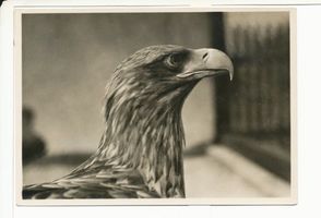 Rossitten Kr. Samland, Kreis Samland