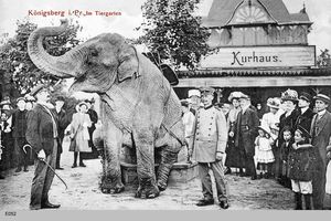 Königsberg (Pr.), Stadtkreis Königsberg  Königsberg, Tiergarten Elefant Königsberg, Tiergarten